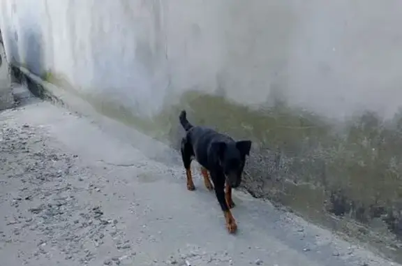 Найдена собака, Новороссийск, фото: Найдена собака, женская, Новороссийск, ЖК Парковый - ягдтерьер