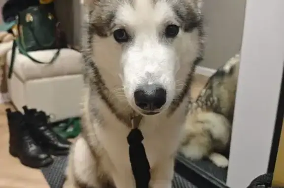 Найдена собака, Хабаровск, фото: Найден собака, Волочаевская улица, 80, Хабаровск - молодой, ласковый, поранена лапка