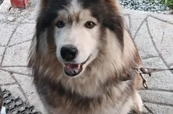 Пропал мальчик собака, Просторная улица, 10, Первоуральск - маламут с разными глазами - photo