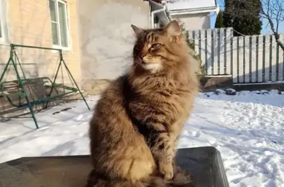 Пропал кот, Береговая улица, 6, Выборг - photo