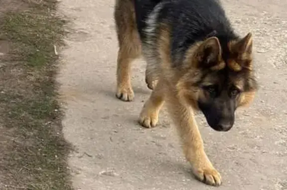 Пропала собака, 10-я линия, 39/1, Маркс - черно-желтый окрас, пушистый - photo