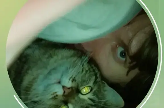 Пропал кот, улица им. маршала Еременко, Волгоград - пушистый с буковкой 