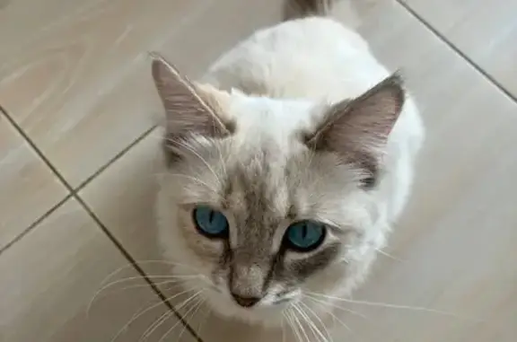 Найденные животные Саратов, фото: Найдена кошка, бульвар Мюфке, Саратов - похожа на Невскую маскарадную