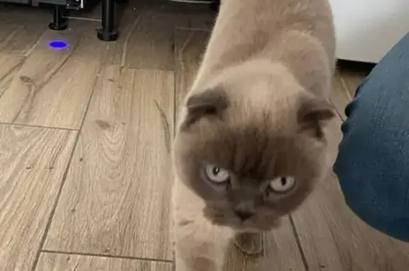 Объявления о пропавших и найденных животных, Пионерский, фото: Найден кот, Молодёжная улица, 4 к3, Сальское, Пионерский - серый дымчатый с голубыми глазами