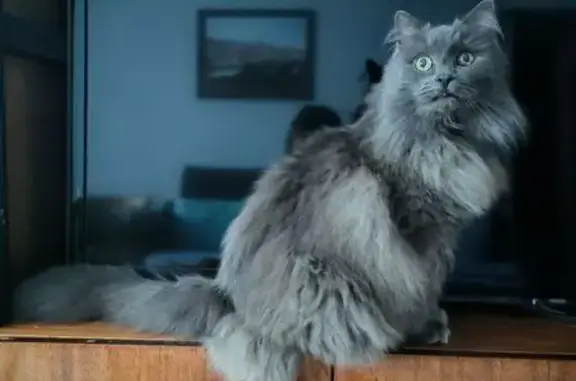 Найдена кошка, Череповец, фото: Найдена кошка, проспект Победы, 186, Череповец - пушистый, кастрирован