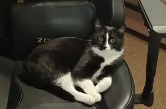 Пропал кот, улица Максима Горького, Петрозаводск - вышел через окно - photo