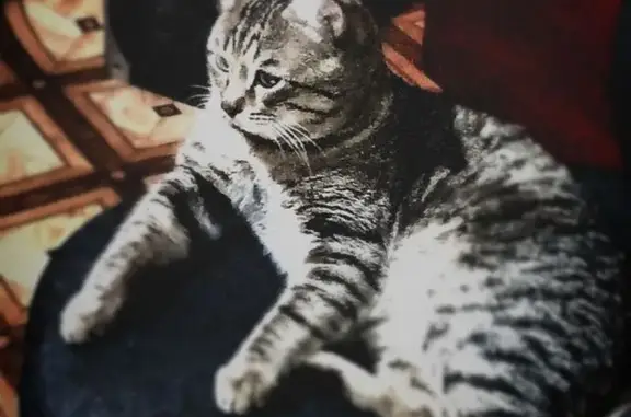 Пропал кот, улица Дзержинского, 92, Краснослободск - серый в полоску с рыжим на животе - photo