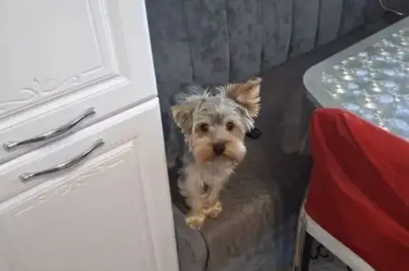 Пропал собака, проспект Нефтяников, Нягань - откликается на кличку Сёма - photo