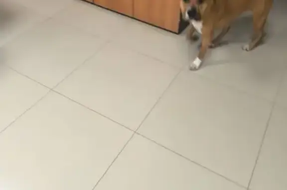 Найдена собака, Каменск-Шахтинский, фото: Найдена собака, Лиховская улица, Каменск-Шахтинский - рыжий окрас, стаффорд