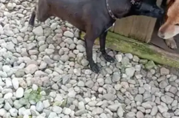 Пропала собака, 3-я Большая Окружная улица, 5/1, Калининград - убежал со двора - photo