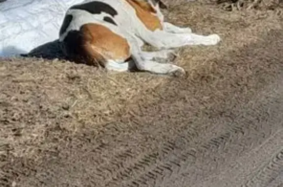 Найдена собака, Череповец, фото: Найден пёс, Яргомжское сельское поселение, Череповец - пришёл сегодня утром
