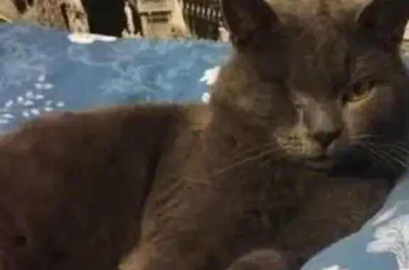 Кошки потеряшки, Абакан, фото: Потеряшка кошка, Совхозная улица, 61, Абакан - пепельный темный, правого глаза нет