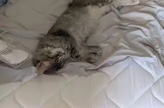 Пропала кошка, Промысловый проезд, 3, Оренбург - большая, помесь мейкуна - photo