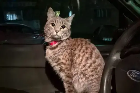 Найдена кошка, Челябинск, фото: Найдена кошка, улица Овчинникова, Челябинск - очень домашняя, ласковая