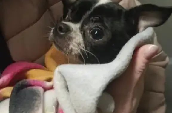 Найдена собака, Москва, фото: Найдена собака, Харьковский проезд, 11 к2, Москва - чихуахуа