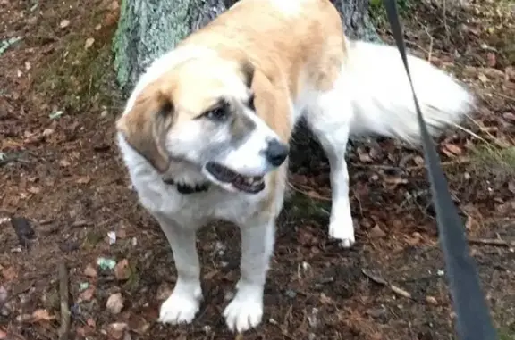 Пропала собака, 41К-072, Куйвозовское - крупная рыжая сука, 14 лет - photo