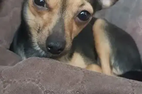 Пропала собака, улица Станиславского, 12, Ростов-на-Дону - девочка тойчик 6 лет - photo