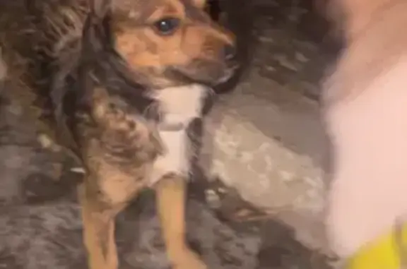 Найдена собака, Хабаровск, фото: Найден собака, мужской, улица Калинина, 134, Хабаровск - черно-рыжий с белым пятнышком