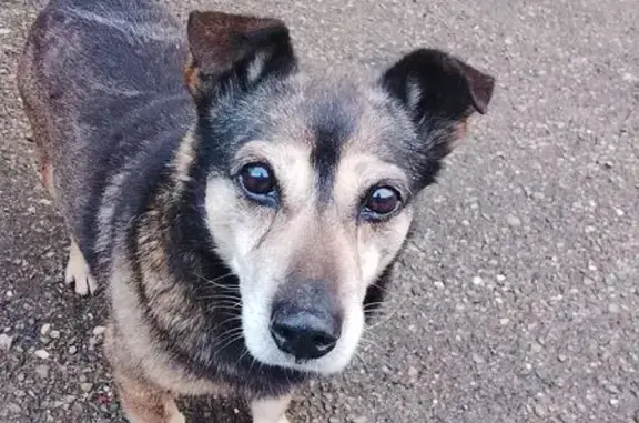 Найдена собака, Геленджик, фото: Найдена собака, улица Свердлова, 7, Геленджик - коричнево-бежевый раскрас