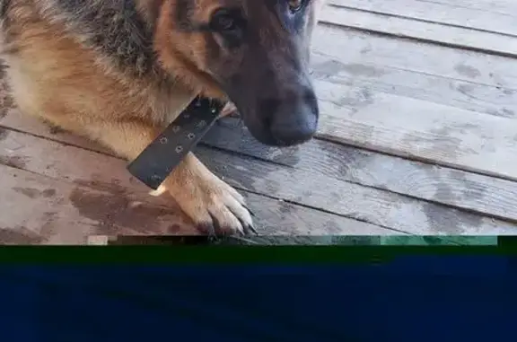 Найдена собака, Сокол, фото: Найден собака, улица Тургенева, 61, Сокол - коричневый с рыжим окрас