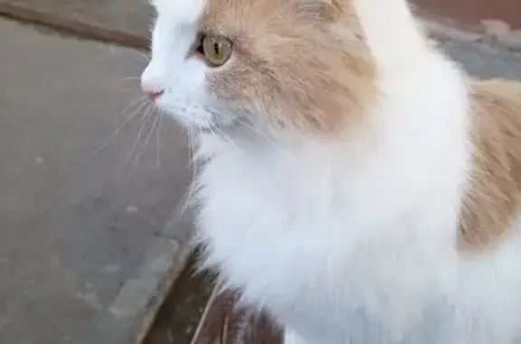 Пропала кошка, улица Комарова, 13, Зеленодольск - рыже-белый окрас - photo