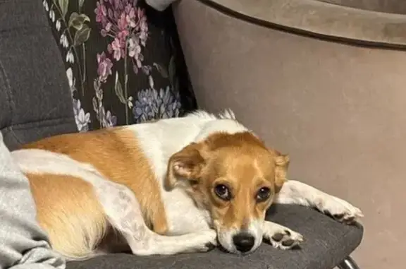 Пропала собака, женская, 35, Марьино - убежала в парке - photo