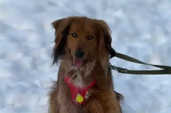 Пропал собака, бульвар Маршала Рокоссовского, 30, Москва - в красной шлейке - photo
