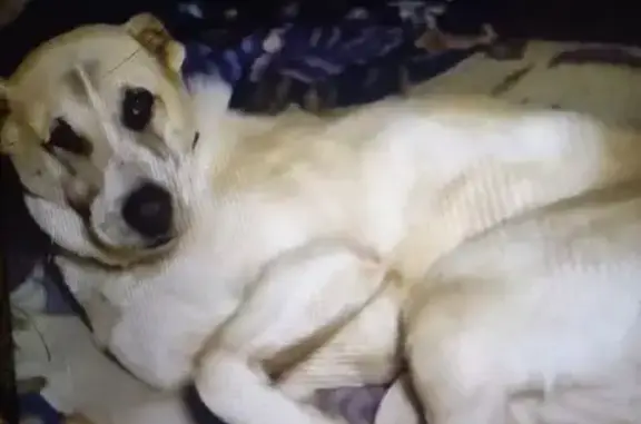 Пропала собака, 111Б, Воротынск - светлая с купированными ушами и хвостом - photo