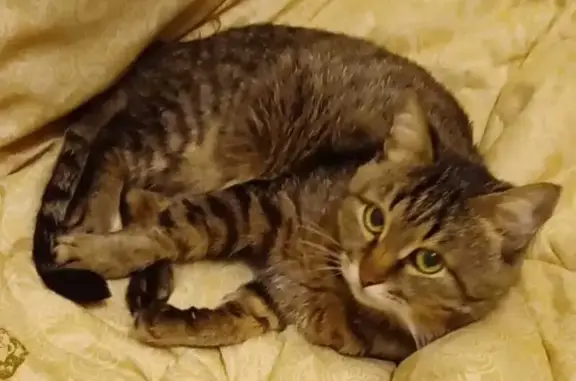 Пропал кот, улица им. маршала Еременко, Волгоград - пушистый с буковкой 