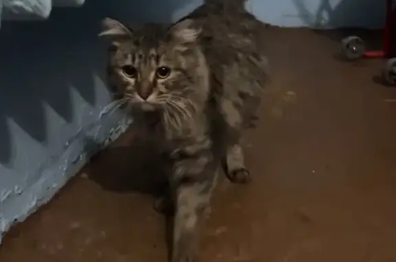 Найденные животные Лянтор, фото: Найден кот или кошка, 15, Лянтор - пушистая и ласковая