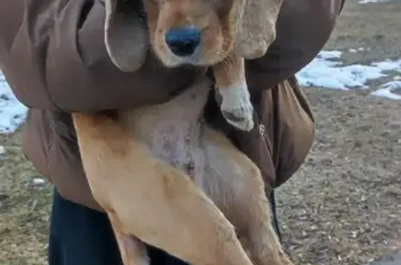 Найдена собака, Москва, фото: Найдена собака, Витебская улица, 3 к1А, Москва
