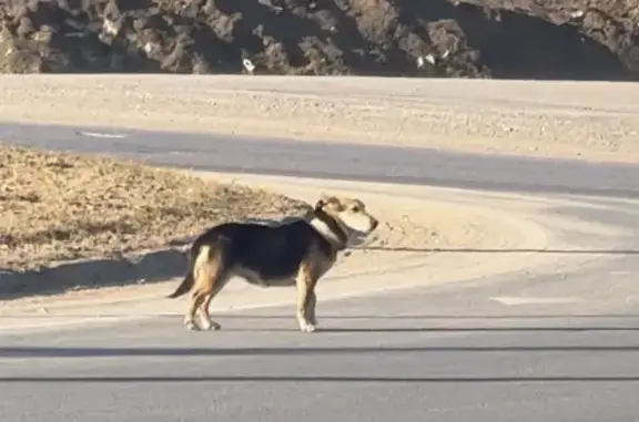 Найдена собака, Иншинский, фото: Найдена собака с ошейником, «Золотое кольцо», Харино, Иншинский