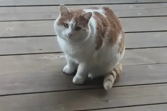 Найдена кошка, Ульяновск - photo