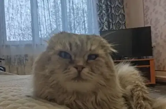 Пропал кот, улица Шевцовой, Курган - серый белый окрас - photo