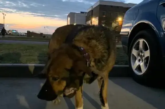 Найдена собака, Ставрополь, фото: Найдена собака, улица Генерала Маргелова, 9/2, Ставрополь - с двумя ошейниками
