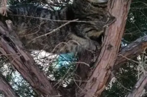 Найдена кошка, Ростов-на-Дону, фото: Найдена кошка, женская, улица Скачкова, 52, Ростов-на-Дону