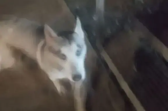 Найдена собака, Самара, фото: Найдена собака, Революционная улица, 48, Самара - хаски в ошейнике