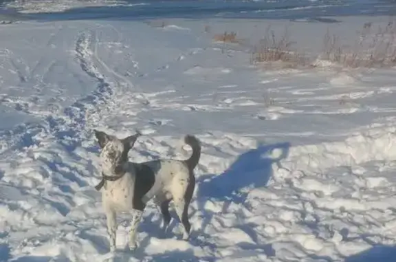 Пропала собака, женская, Киевская улица, 30, Томск - чёрно-белый окрас, похожа на долматинца - photo