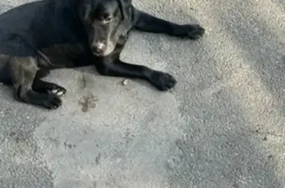 Найдена собака, Абакан, фото: Найден собака, улица Будённого, 68, Абакан - черный лабрадор