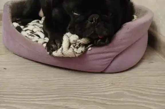 Найдена собака, Маслово, фото: Найден собака, 70К-246, Маслово - черный мопс, знает команды