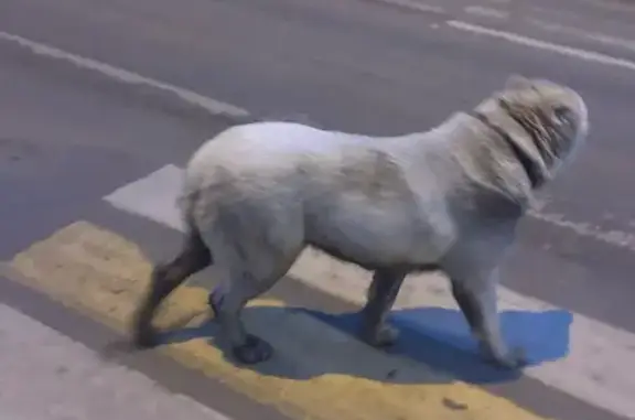 Найдена собака, Тверь, фото: Найдена собака, Троицкая улица, 45, городской округ Тверь - алабай, бросается под машины