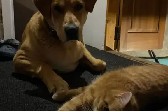 Пропал собака, Новочеремшанск, Старая Сахча - рыжий окрас, русская гончая - photo