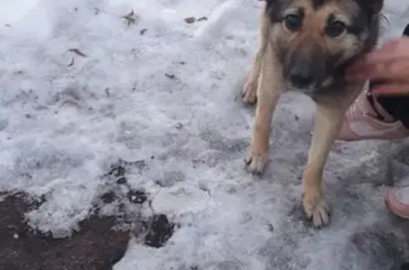 Найдена собака, Тула, фото: Найдена собака, улица Гайдара, 6, Тула - в синем ошейнике от блох