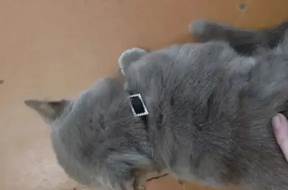 Пропала собака, Морозовская улица, 90, Киров - серого цвета, черный ошейник - photo