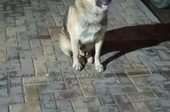 Найдена собака, Красненькая, фото: Найден мужской собака, Красненькая - добрая и скулит