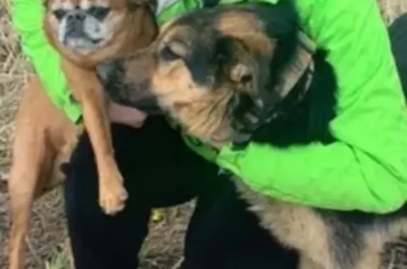 Пропала собака, женский пол, 15, Елино - помесь овчарки с красным ошейником - photo