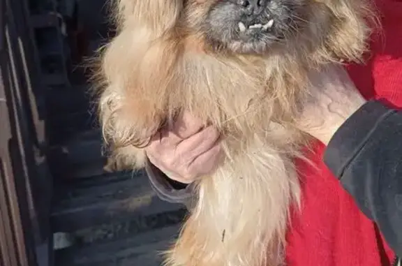 Найдена собака, Правдинский, фото: Найдена собака, улица Пушкина, Правдинский