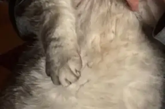 Пропал шиншиловый кот, Гусь-Хрустальный - хромает на переднюю лапу - photo