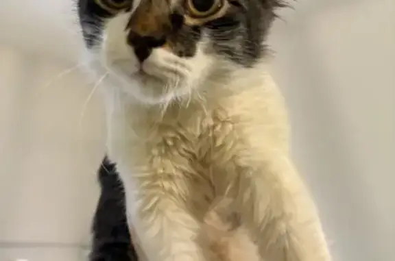 Найденные животные Нижнекамск, фото: Найден кот, Нижнекамск, Татарстан - ласковый и домашний