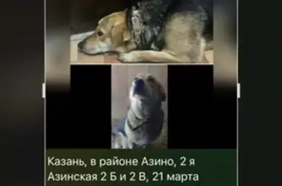 Собаки потеряшки, Казань, фото: Потеряшка собака, 2-я Азинская улица, Казань - откликается на Зайка